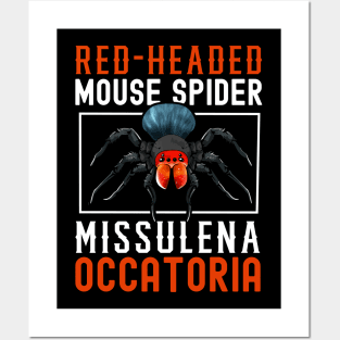 Red headed mouse spider Posters and Art